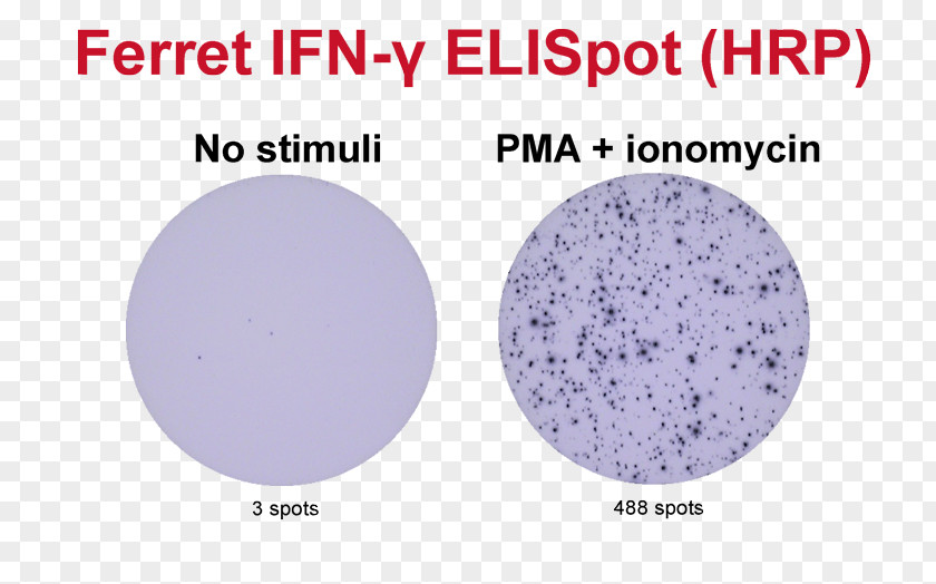 ELISPOT Interferon Gamma Assay Peripheral Blood Mononuclear Cell PNG