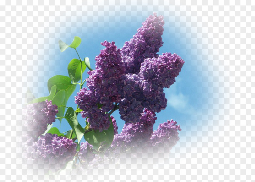 Lilac Рорыа Лолинг Inflorescence Spring PNG