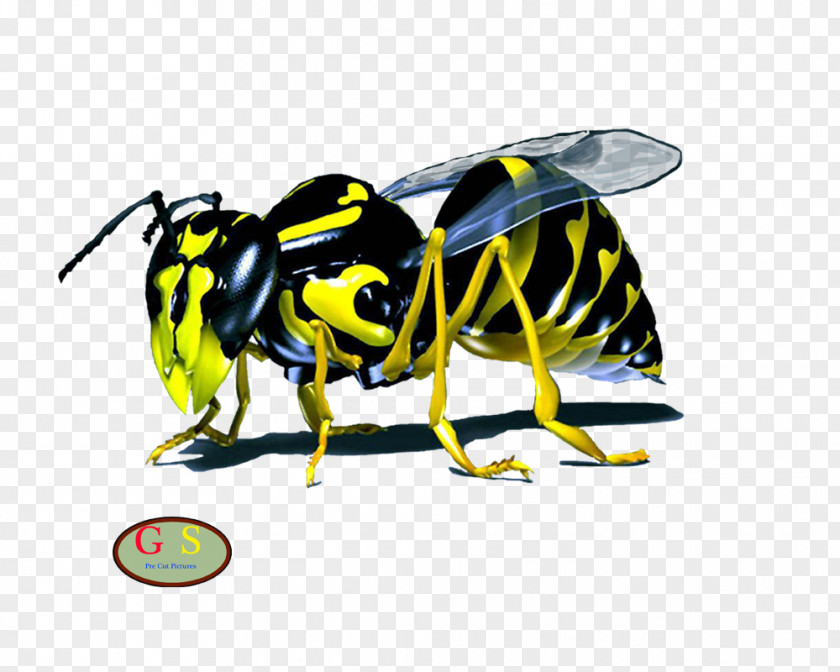 Bee Western Honey Wasp Hornet Maya PNG
