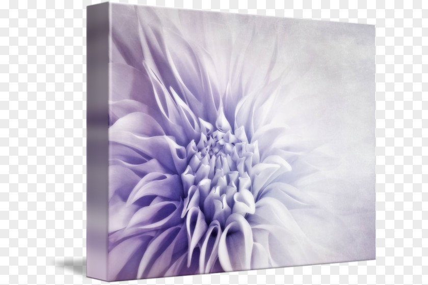 Chrysanthemum Gallery Wrap Canvas Art Dahlia PNG