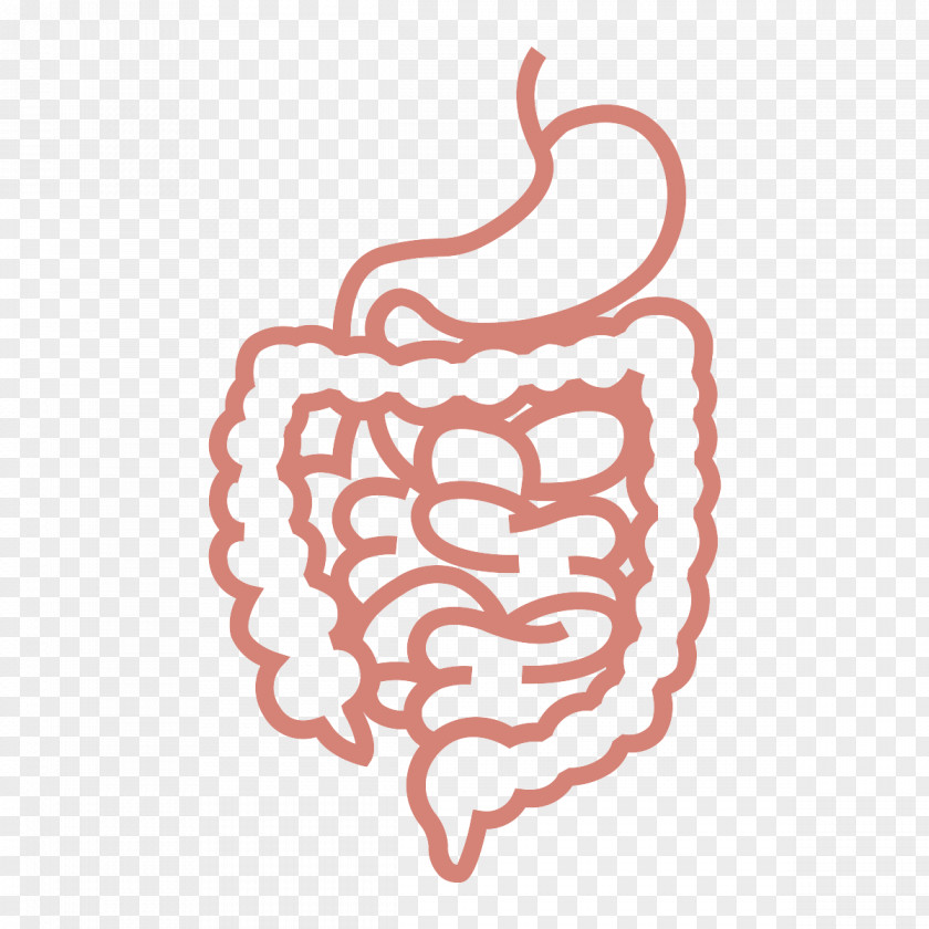 Gastrointestinal Tract Human Digestive System Clip Art PNG