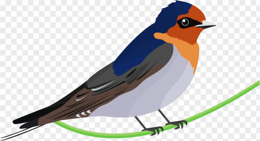 Bird Beak European Robin Songbird Old World Flycatcher PNG