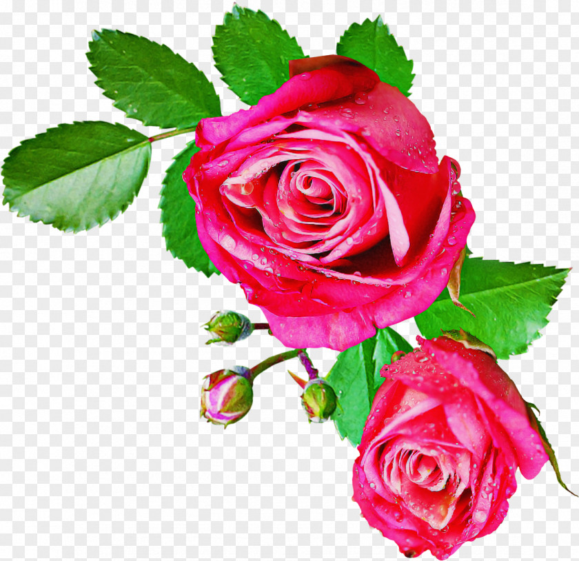 Garden Roses PNG