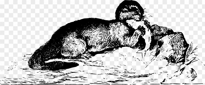 Otter Cat Dog Drawing Homo Sapiens Mammal PNG