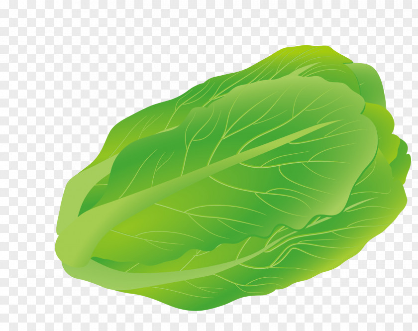 Vector Green Cabbage Romaine Lettuce Spring Greens Marrow-stem Kale PNG