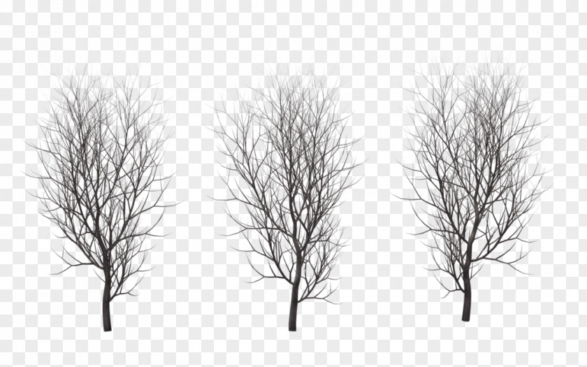 Winter Tree Drawing Trees Branch Plant PNG