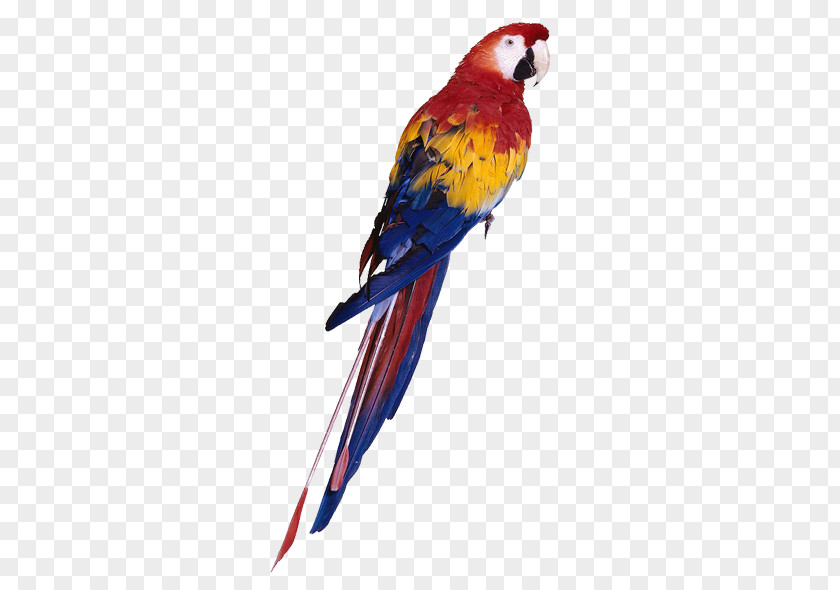 A Parrot Bird Budgerigar Cockatiel Toy PNG