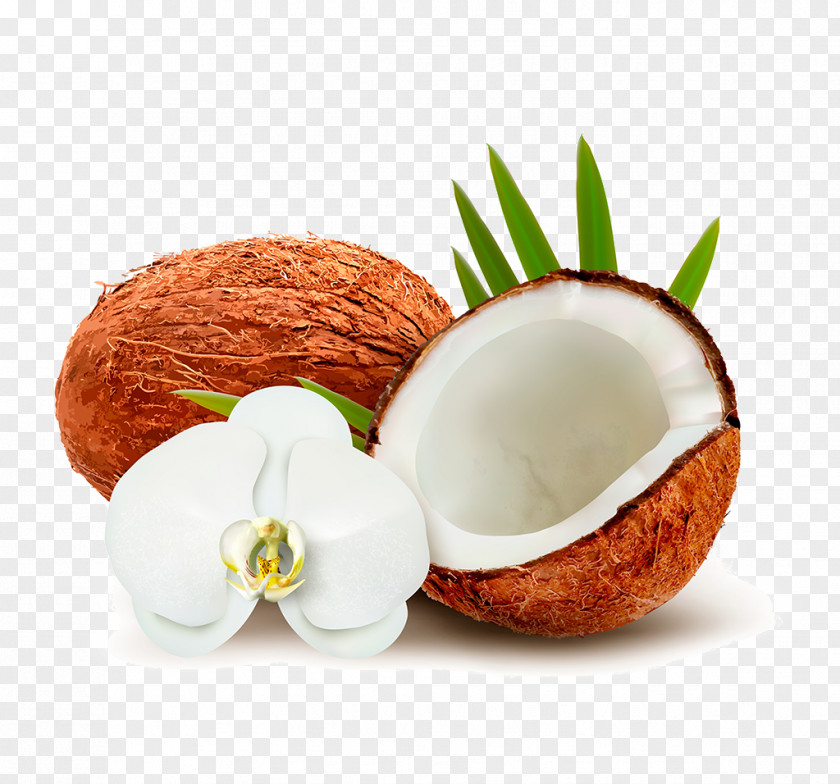Coconut Water Milk Clip Art PNG