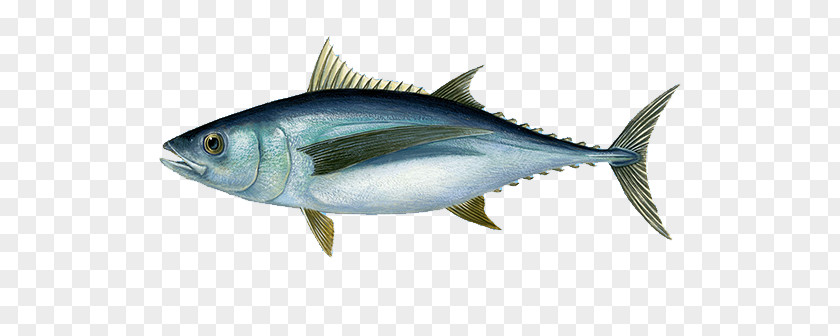 Fishing Atlantic Bluefin Tuna Albacore Yellowfin PNG