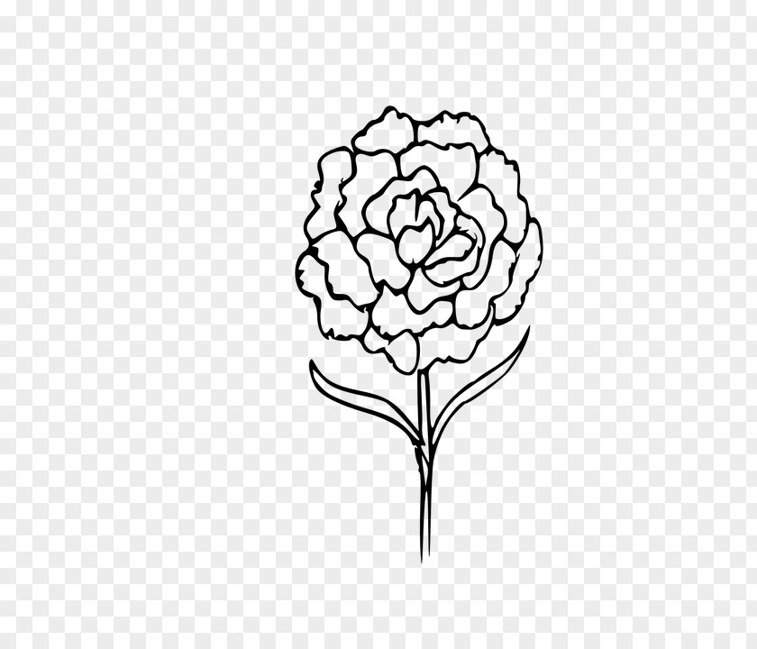 Flower Carnation Drawing Coloring Book PNG