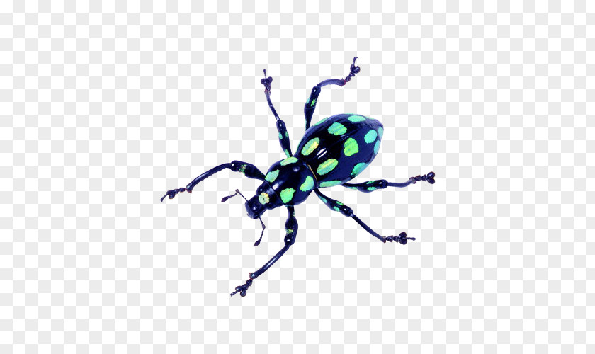 Flying Bug Longhorn Beetle Reptile Butterfly PNG