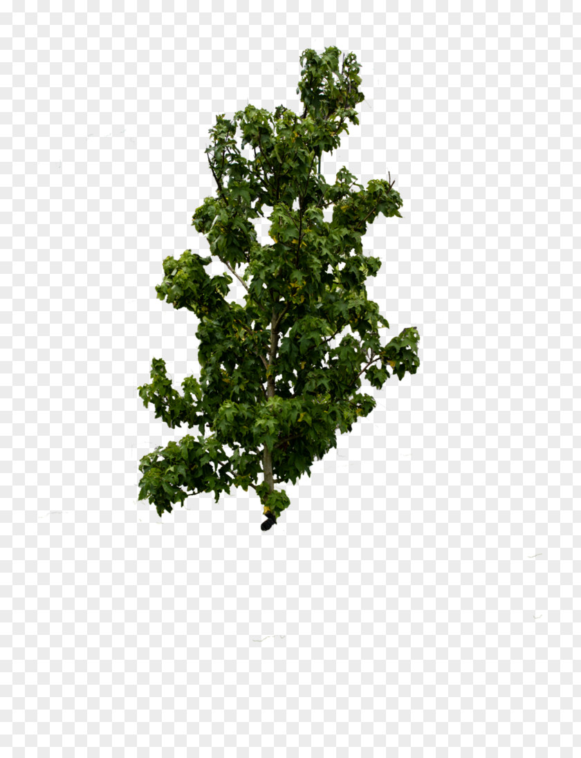Hedera Shrub Leaf Branching PNG