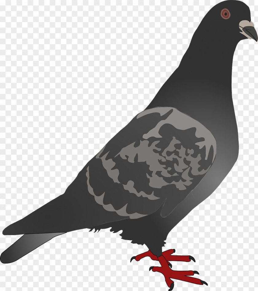 Pigeon Homing Columbidae Bird Clip Art PNG