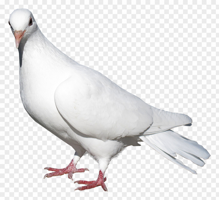 White Pigeon Domestic Columbidae Bird Release Dove PNG