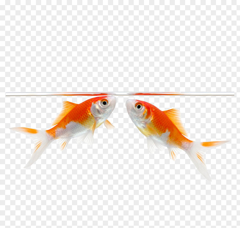 A Bunch Of Water Kissing Fish Carassius Auratus Stock Photography Illustration PNG