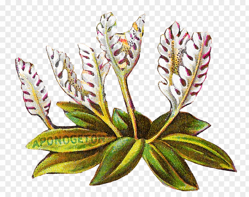 Arrowroot Family Terrestrial Plant Bouquet Of Flowers Drawing PNG