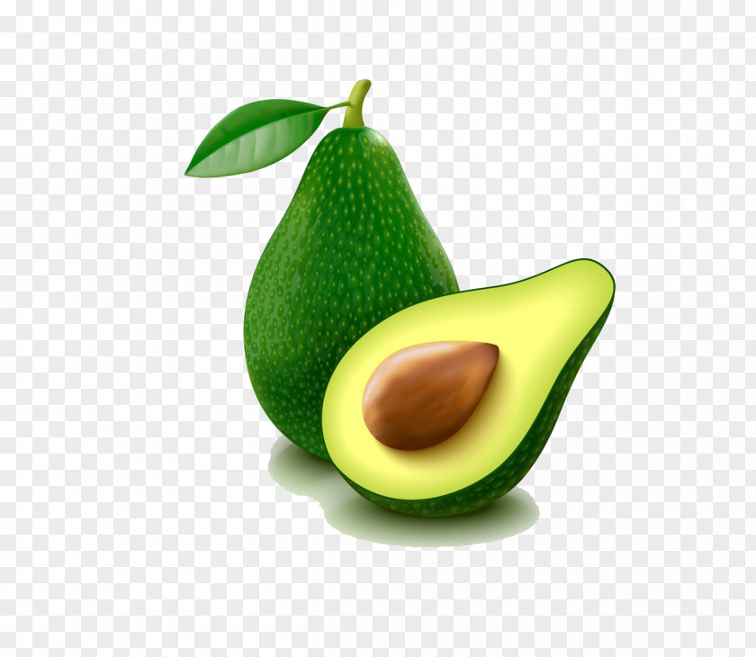 Avocado Euclidean Vector Shutterstock Illustration PNG