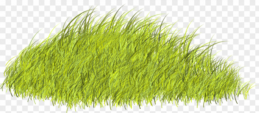 Beautiful Green Grass Plant 2752 (u0639u062fu062f) 2753 2743 PNG