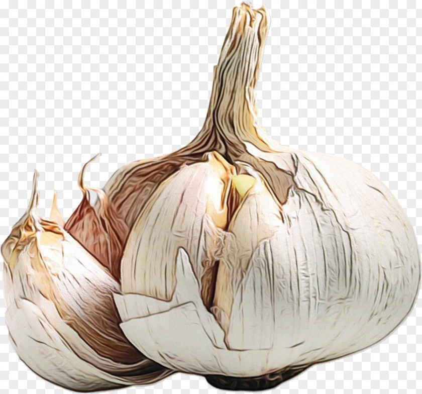 Elephant Garlic Health Yellow Onion Nutrient PNG