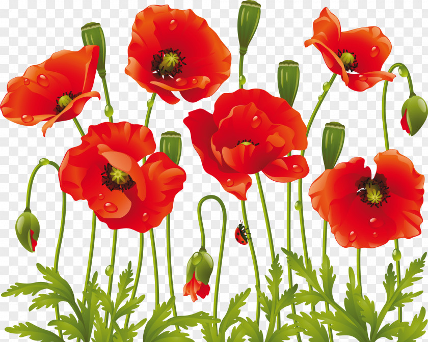 Flower Common Poppy Clip Art Drawing PNG