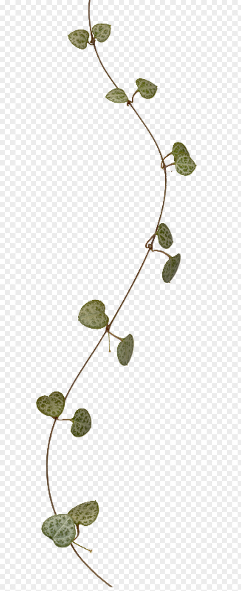Leaf Twig Vine Plant Stem PNG