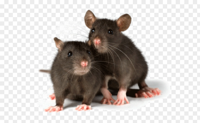 Mouse Rodent Fancy Rat Pet Laboratory PNG