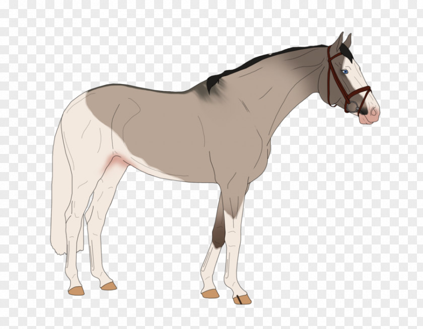 Mustang Mule Foal Stallion Rein Pony PNG