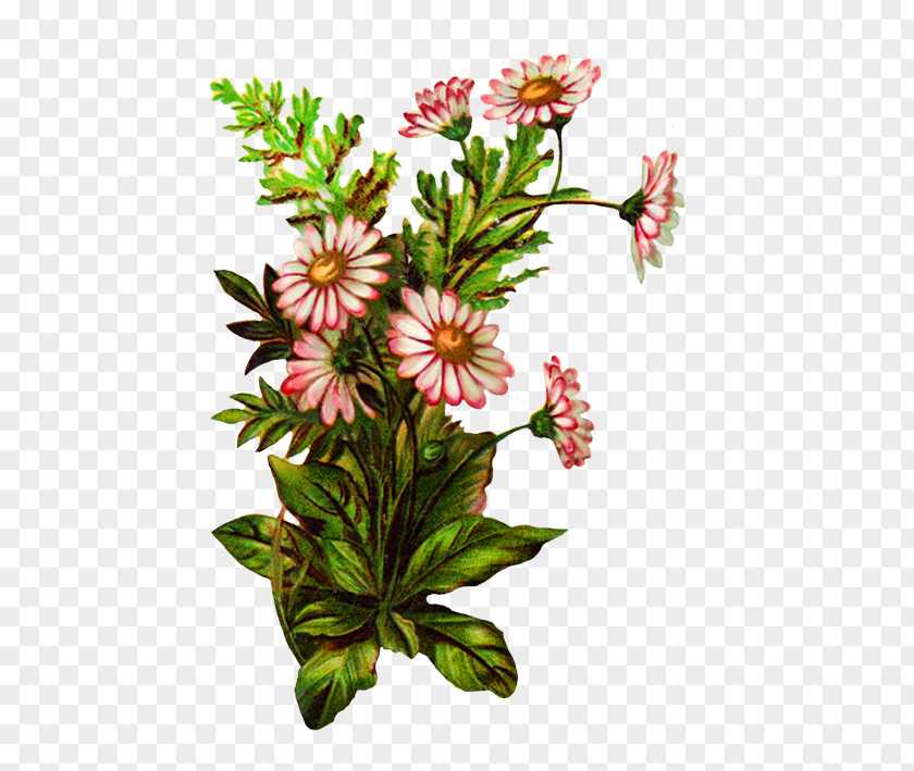 Plant Stem Herbaceous Flower Flowering Wildflower Cut Flowers PNG