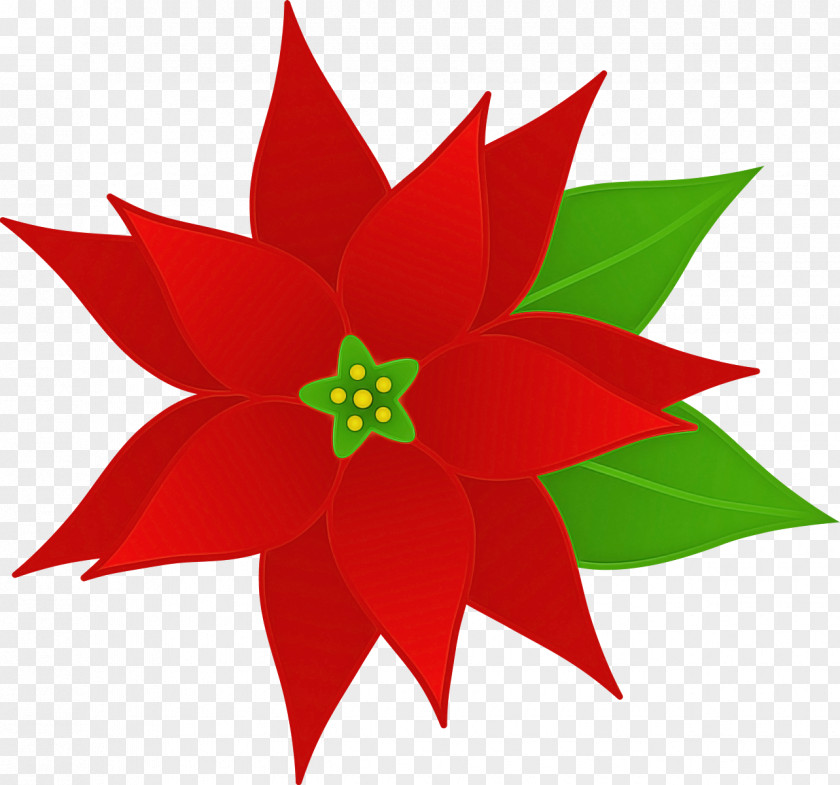 Red Poinsettia Flower Plant Leaf PNG