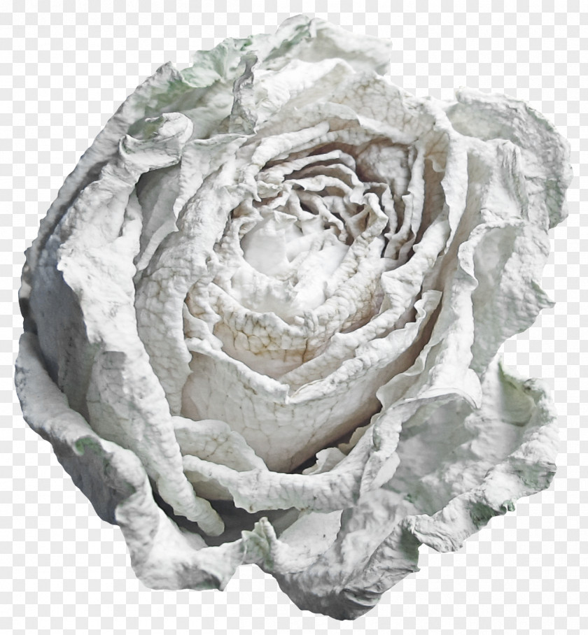 White Roses Beach Rose Flower Garden PNG