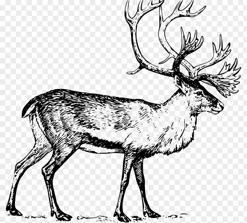 Deer Drawing Boreal Woodland Caribou Line Art Clip PNG