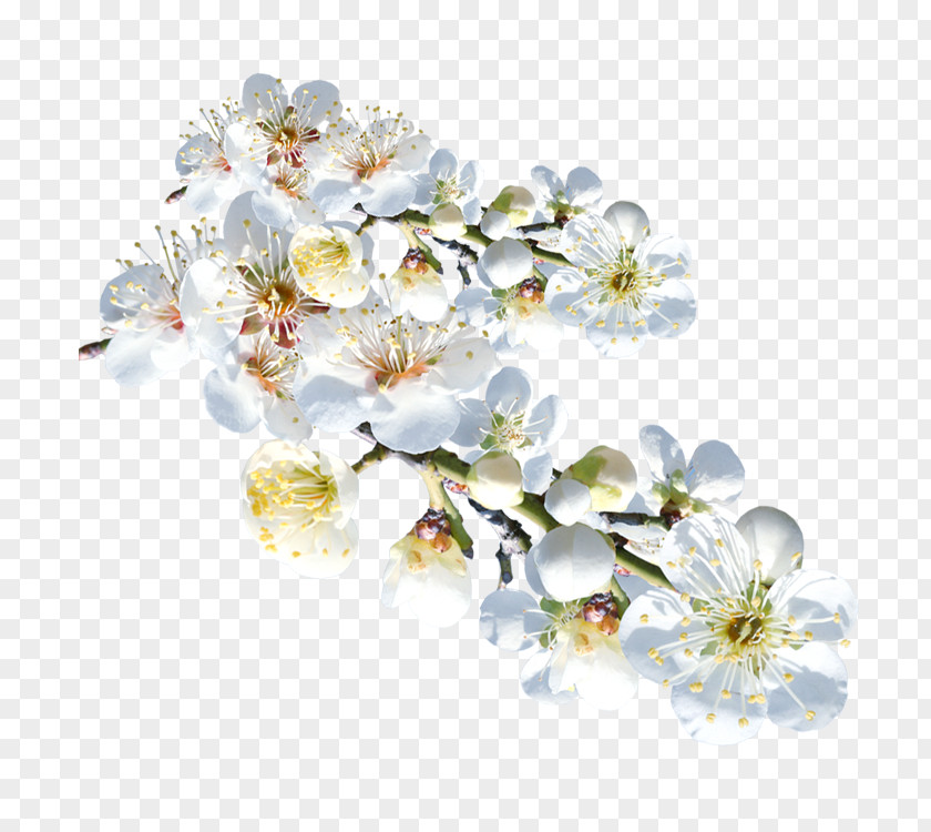 Flower White Plum Blossom Clip Art PNG