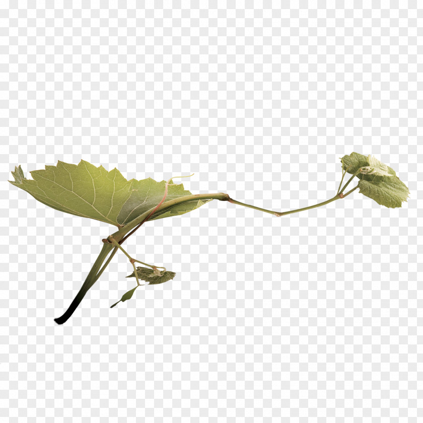 Free Creative Pull Vines Wine Grape PNG