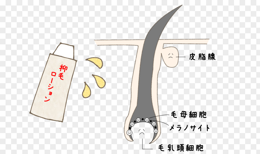 Hair Anatomy Lotion Soy Milk Clothing Accessories PNG