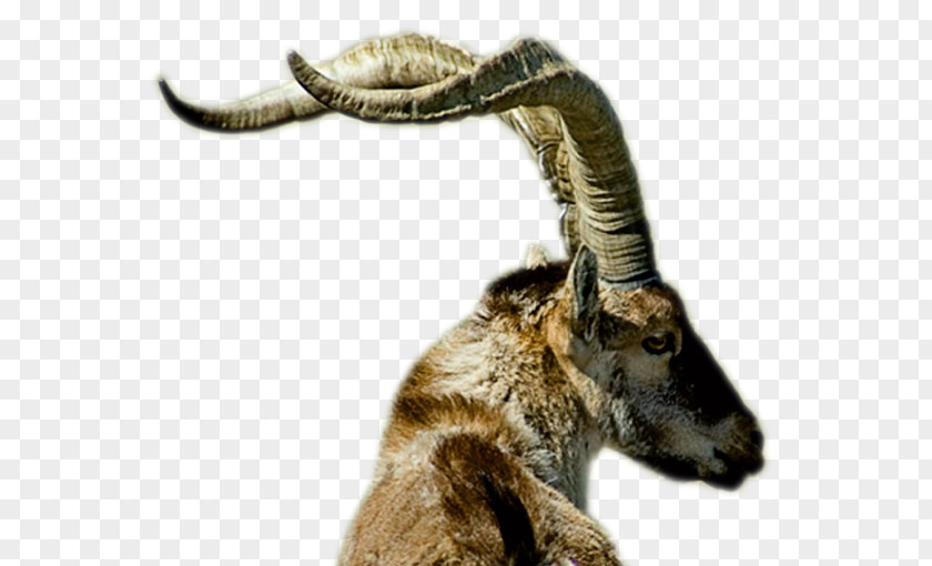 Hunt Alpine Ibex Trophy Hunting Goat Iberian PNG