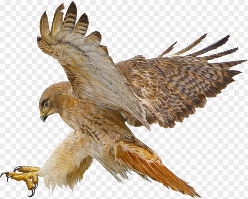 Indian Eagle Red-tailed Hawk Drawing PNG