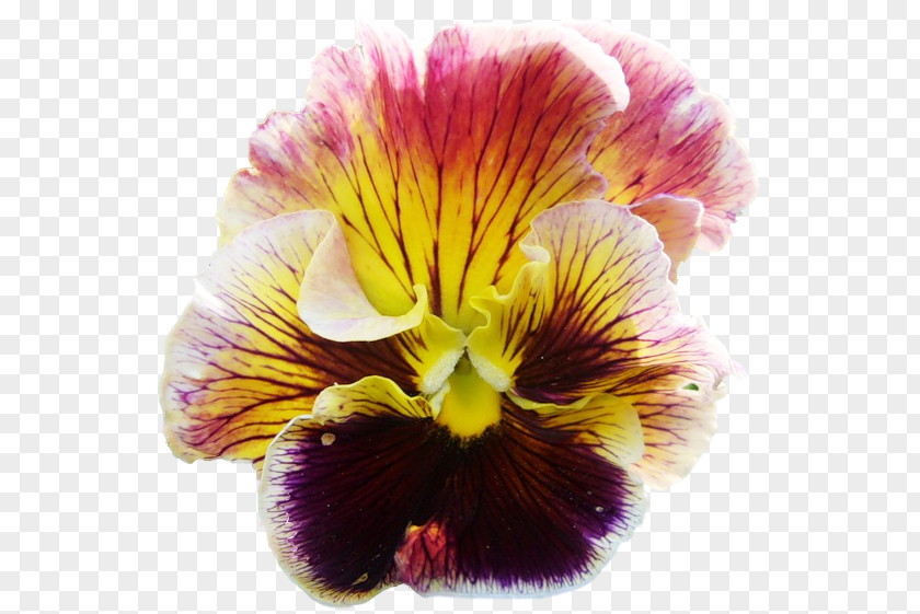 Pansy Flower Moth Orchids Lily Of The Incas Close-up PNG