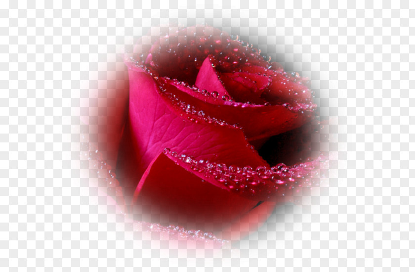 Rose Desktop Wallpaper Flower PNG