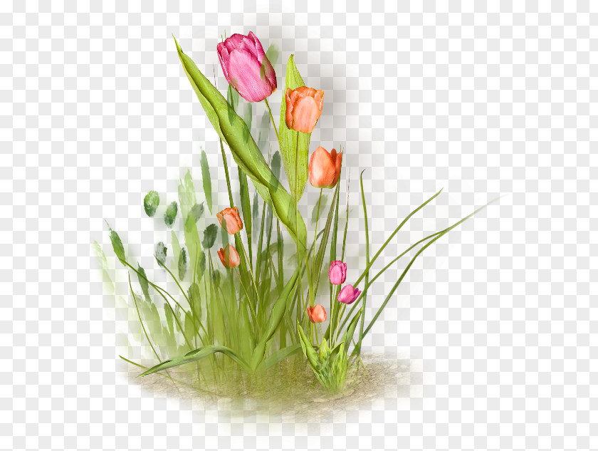 Tulip Floral Design Flower Painting Clip Art PNG