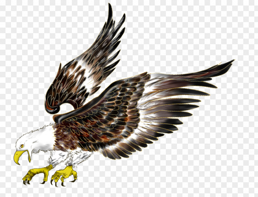 Eagle Bald Flight Hawk Bird PNG