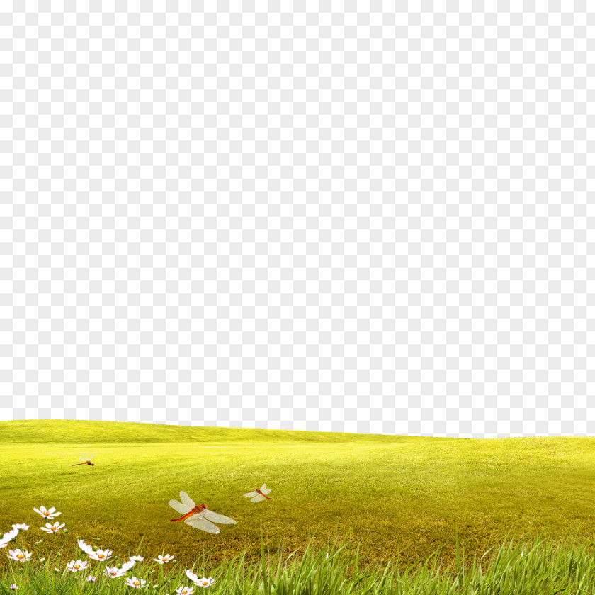 Grass Material Lawn Ecoregion Grassland Yellow Wallpaper PNG