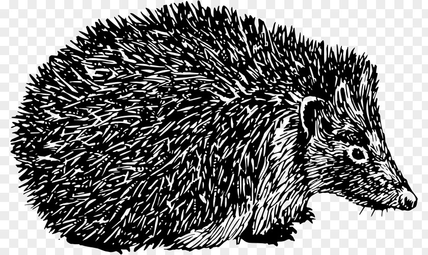 Hedgehog Domesticated Porcupine Spine Clip Art PNG