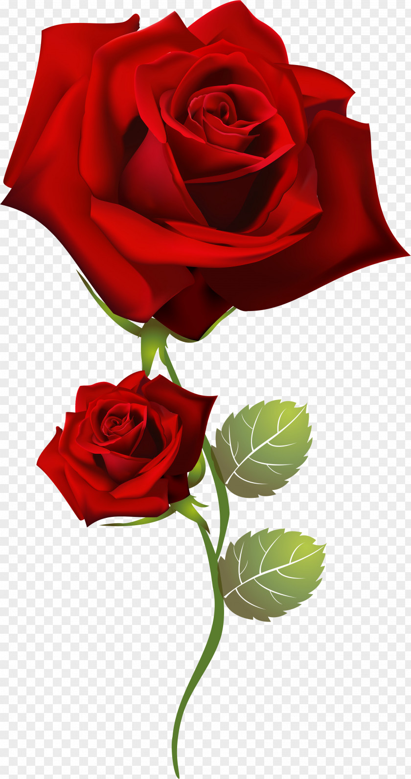 Rose Garden Roses Home Page Clip Art PNG