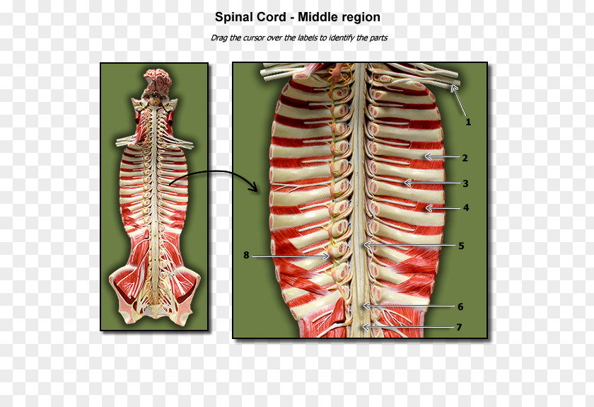 Spinal Cord A Visual Analogy Guide To Human Anatomy Biology PNG