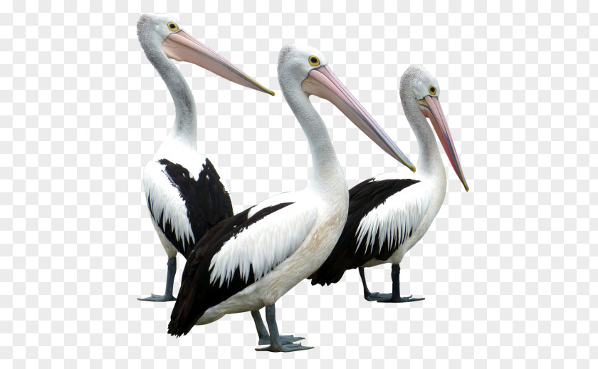 Bird Pelican Columbidae Clip Art PNG
