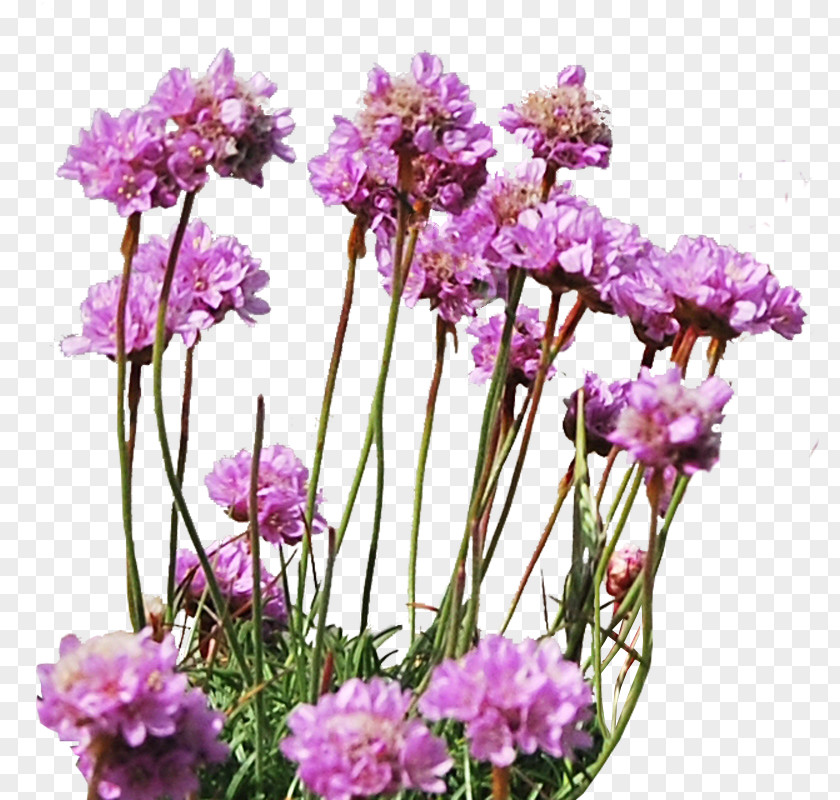 GARDEN Flower PhotoScape Plant PNG