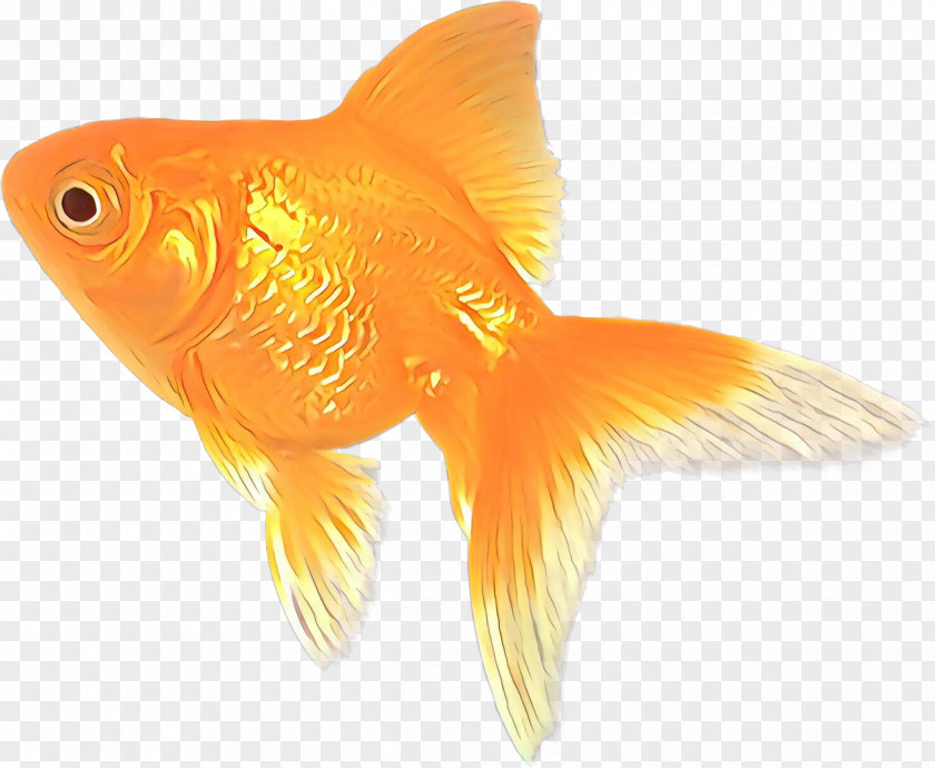 Rayfinned Fish Bonyfish Orange PNG