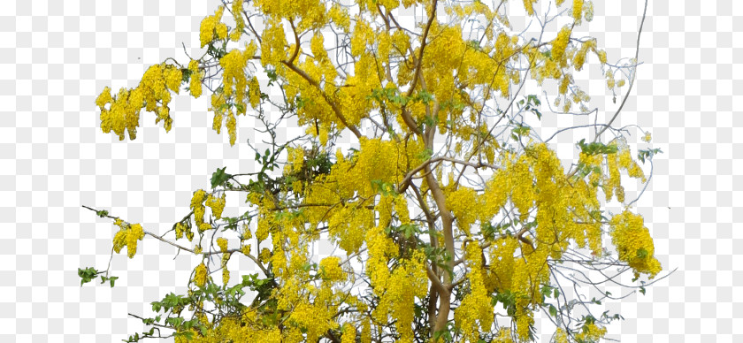 Cassia Seed Rapeseed Flora Email Crop .com PNG