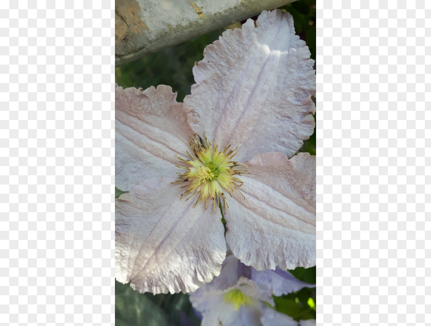 Clematis Leather Flower Wildflower PNG