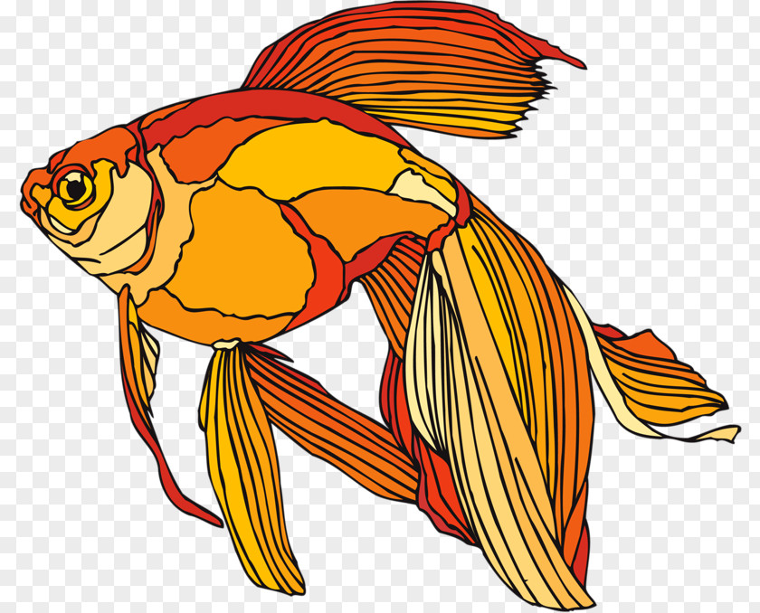 Fish Fantail Aquarium Clip Art PNG